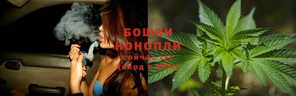 прущие грибы Аркадак